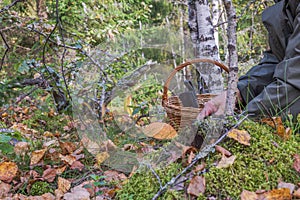 Close-up view of a man's hand with a knife cutting a boletus mushroom in the autumn forest.