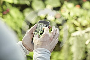 Close-up view man`s hands using a mobile phone, taking photo of trees flowers and scaling on screen.