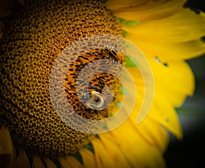 Close up view of many  bumblebee and soldier beetle on  the disc florets  of sunflower