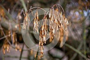 Close up view of many dry flying seeds hanging on branch.