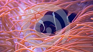 Close-up view of a Maroon clownfish Premnas biaculeatus