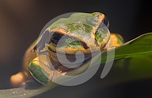 Close-up view of a Masked tree frog photo