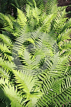 Close up view of Matteuccia struthiopteris photo