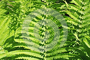 Close up view of Matteuccia struthiopteris photo