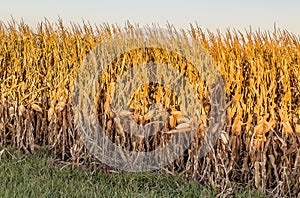 Close up view of mature cornfield Omaha Nebraska