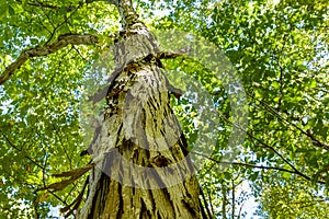 Close up view of mature shagbark hickory tree