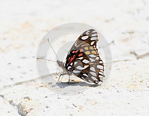 A close-up view of a Mexican Silverspot butterfly, Dione moneta, resting on a white surface in Mexico photo
