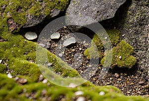 Close-up view of a microhabitat under a meadow rock, showcasing moss, small fungi, and hidden insects.. AI generated. photo