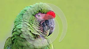 Close-up view of an Military Macaw