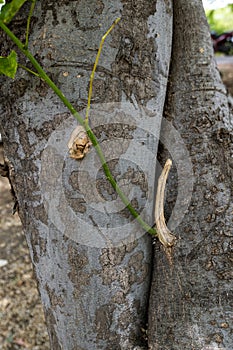 Close up view of millettia pinnata trunk