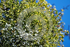 Close-up view of a mistletoe plant