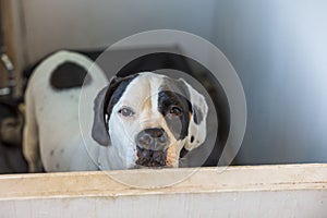 Close up view of mixed breed  dog Boxer-Pointer dog in aviary.