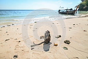 Close up view of monkey eating banana on beach, Phi phi