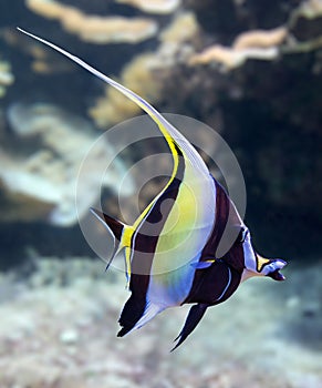 Close-up view of a Moorish idol