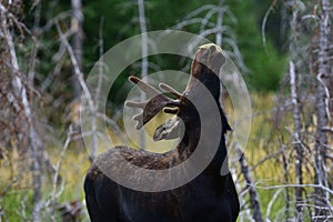 Close-up view of a Moose raising its head with a leaf on the nose