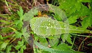 Morning water droplets on green summer leaves