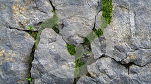 Moss Growing in Cracks of a Grey Rock Face