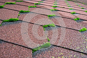 Close up view of moss infested asphalt shingles roof damage that needs repair and cleaner.