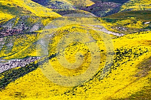 Close up view of mountains covered in wildflowers during a super bloom, Carrizo Plain National Monument, Central CaliforniaCarrizo