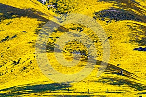 Close up view of mountains covered in wildflowers during a super bloom, Carrizo Plain National Monument, Central CaliforniaCarrizo