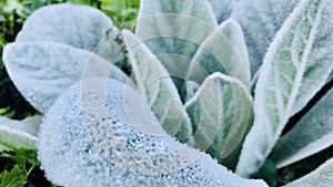 Close up view of Mullein leaves with full of snow flake in the winter.