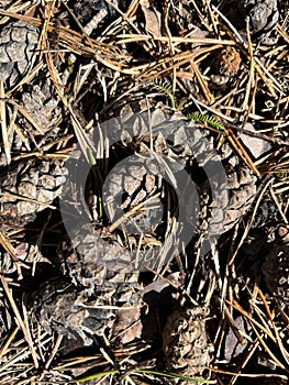 background texture, nature, close-up of pine cones