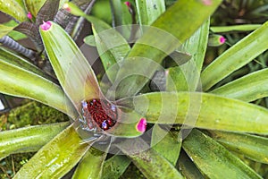 Close up view of Neoregelia Spectabilis tropical flower.