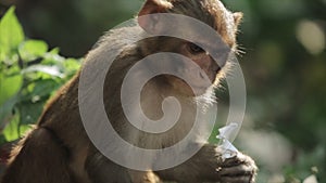 A close-up view of a nepalese macaque monkey picking up a tissue, paper, trash in the forest, nature.