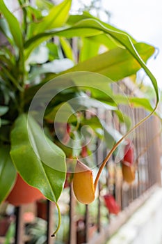 Close-up view of the Nepenthes, it is a beautiful tropical pitcher plant variety