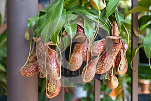 Close-up view of the Nepenthes Gaya. It is a beautiful tropical pitcher plant variety