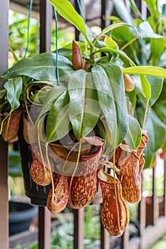 Close-up view of the Nepenthes Gaya. It is a beautiful tropical pitcher plant variety