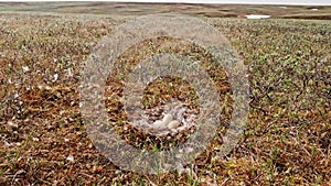 Close up view of nest of hobby falcon on ground. Fauna of Yamal peninsula.