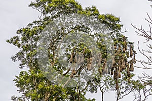 A close up view of nests of yellow tailed Oropendola beside the Tortuguero River in Costa Rica