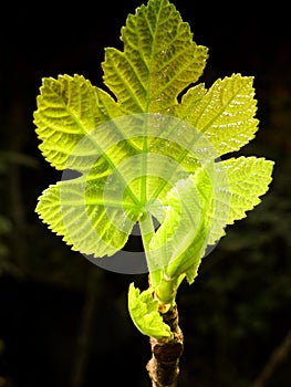 New white fig tree leaves