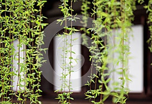 Close up view of new leaves sprouting from the drooping branches of a weeping willow with a blurred background