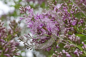 Close up view of newly blossoming pink Chinese lilac flowers and buds