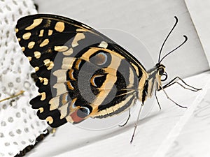 Newly emerged Citrus Swallowtail butterfly.