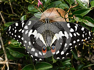 Newly emerged Citrus Swallowtail butterfly showing warning eye spots.