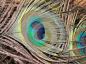Close up view on nice colorful peacock feathers. Decorative background - natural texture.