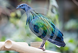 Close-up view of a Nicobar pigeon