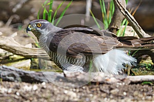 Close-up view of Northern goshawk Accipiter gentilis, with out of focus background