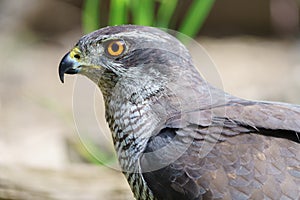 Close-up view of Northern goshawk Accipiter gentilis, with out of focus background