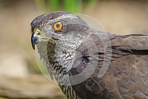 Close-up view of Northern goshawk Accipiter gentilis, with out of focus background