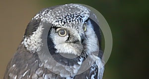 Close-up view of a Northern hawk-owl