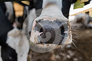 Close up view of the nose of a dairy cow.