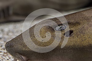 Close-up view of a nurse shark`s eye