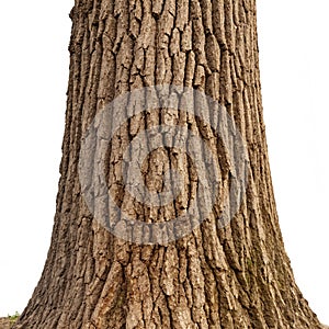 Oak tree bark photo