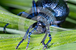 The close-up view of the oil beetle