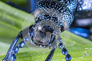 The close-up view of the oil beetle