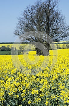 Close up view of oilseed rape flower in field. UK farmland